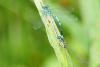 Coenagrion scitulum